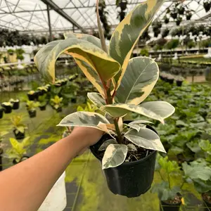 6” Ficus Tineke