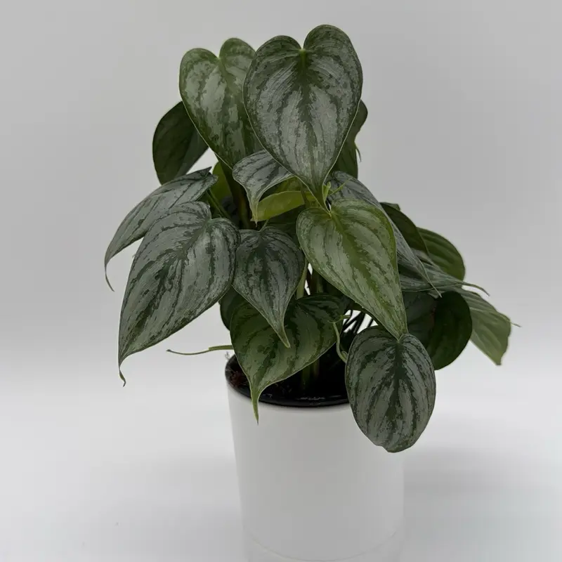 buy fake snake plants 28in Tall Sansevieria Trifasciata Snake Plant