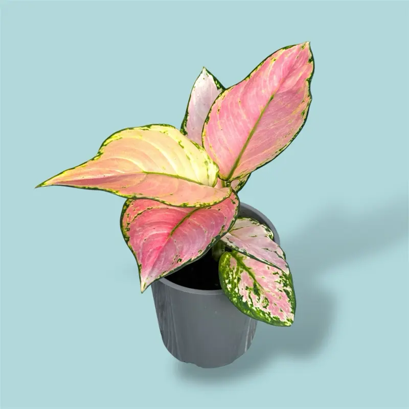 plants that are poisonous to dogs - TikTok Shop