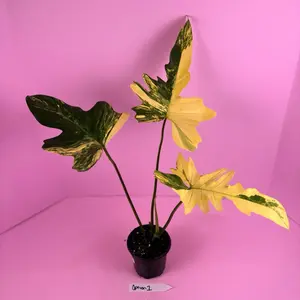 Philodendron Florida Beauty x Mayoii 4” | Hybrid Philodendron | Rare Plant