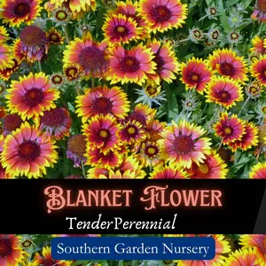 Blanket Flower Seed Pack for Pollinator-Friendly Garden Easy-to-Grow Perennial Native Wild Flower Seed Gaillardia Aristata Drought Tolerant Heat Tolerant