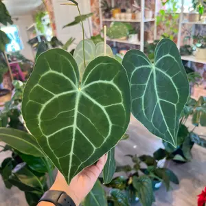 Anthurium Clarinervium in 4 inch pot