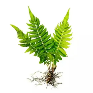 5 Maidenhair Fern Rhizomes - Green Ferns Live Plants - Well Rooted Outdoor - Bare Roots Small Fern Roots for Planting - No Ship To AK, HI & P.R.