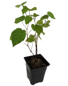 Venus Grape - Seedless Grape Plant - Vitis - 4" pot - No Shipping to Washington State or Oregon