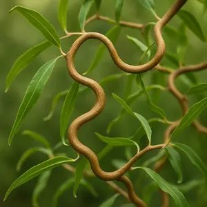 Green Corkscrew Willow Trees - Live Tree Cuttings - Branches and Leaves Curl Very Distinctly Grow Corkscrew Willow Trees