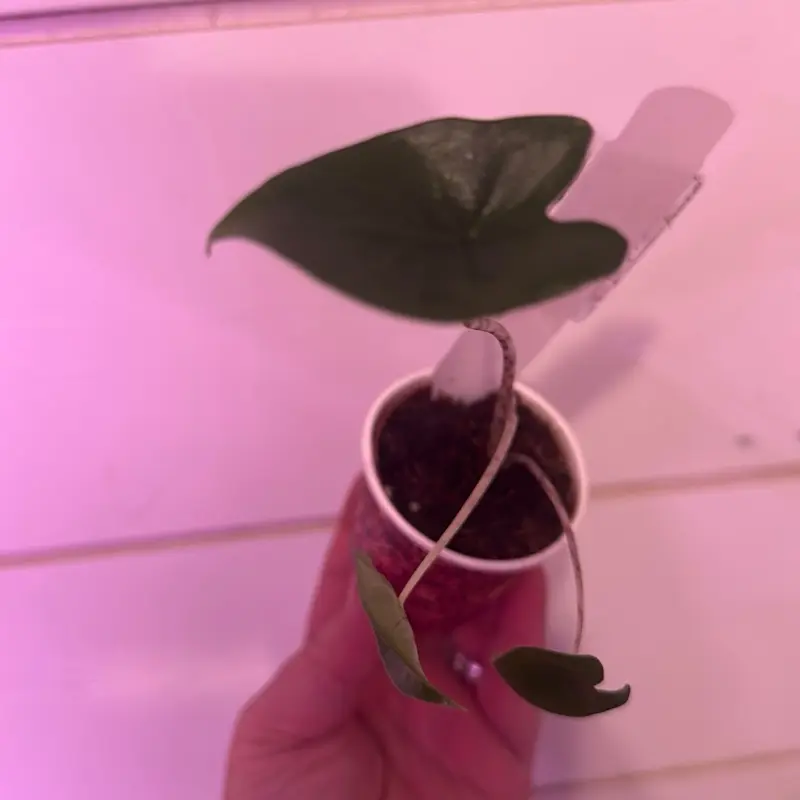 Alocasia zebrina