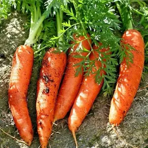 Carrot Seeds