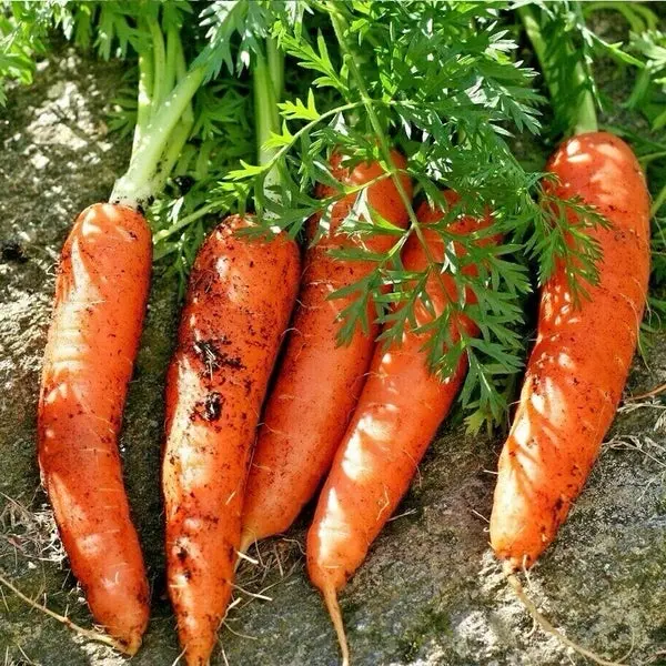 Carrot Seeds