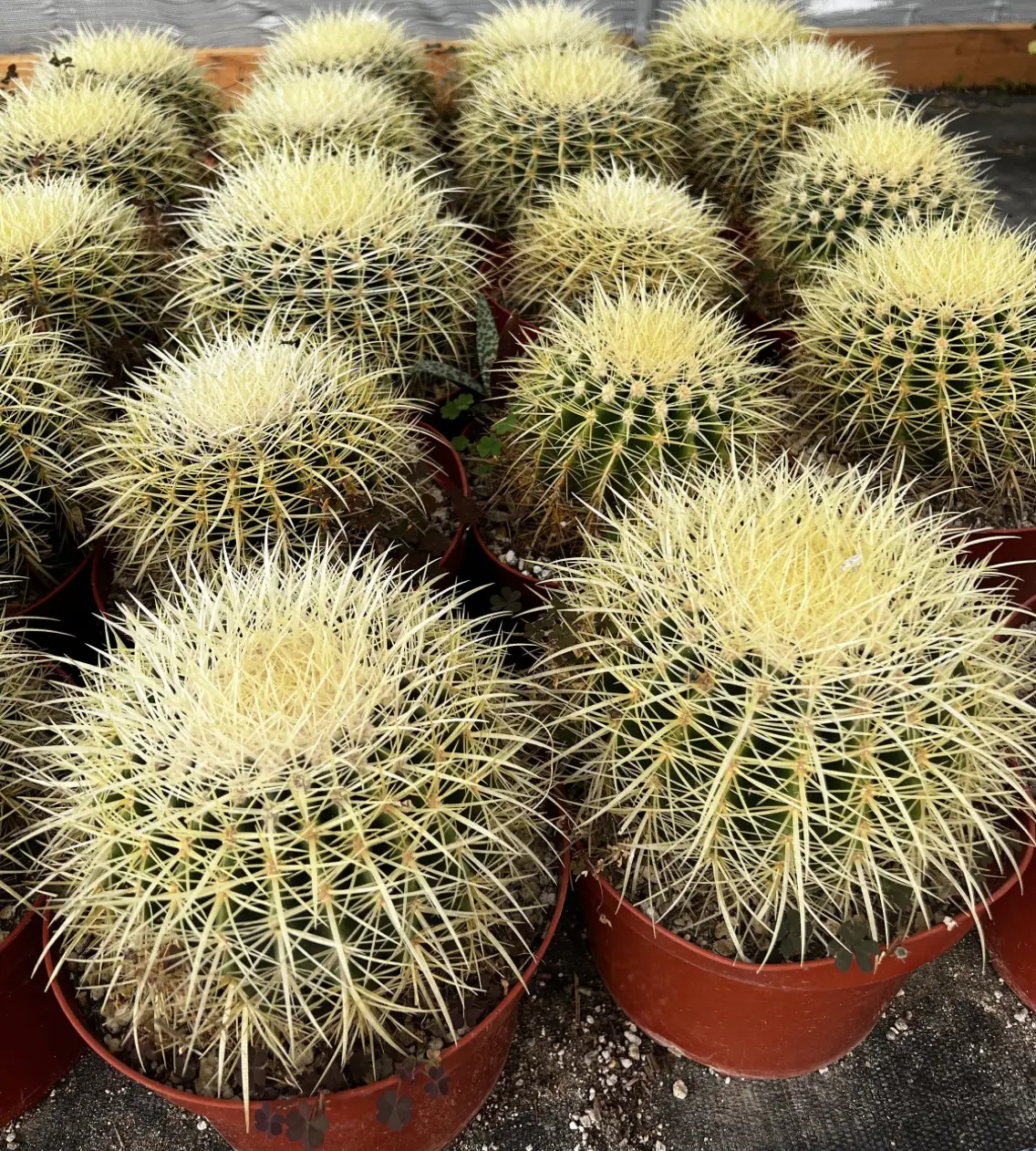 Golden Barrel Cactus, Mother-in-law's Cushion, Echinocactus Grusonii, Garden Decor Plant, Large Cactus in 2", 8'', 10'' size