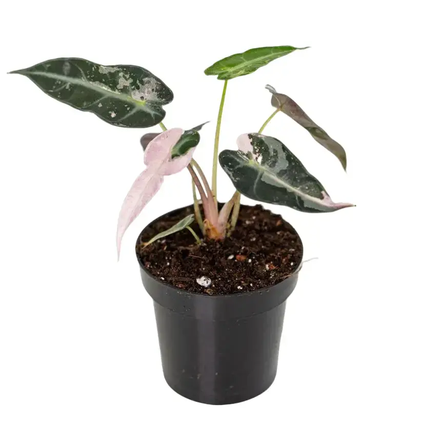 Alocasia Pink Bambino .Potted Live Plant 2in - Unique Exotic Houseplant - Teacup Foliage - Award Winning Variety - Tropical Gift - Miniature Indoor Plant - Elegant Stems - Rare Shape - Greenery Decor - Whimsical Aesthetic - Mutated Elephant Ear
