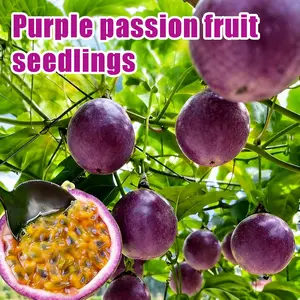 Purple Passion Fruit Vine Starter Plant - Exotic, Fast-Growing Climber for Home Garden, Vertical Fences, Tropical Aesthetic & Enhanced Fruiting Potential