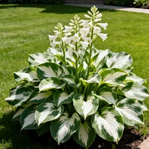 800 Pcs Premium Perennial & Annual Flower Seeds – Long-Lasting Color for Every Season