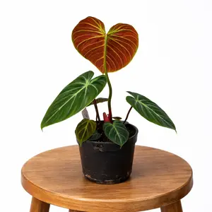 5” Rare Philodendron ‘El Choco Red’, Live Houseplant, Indoor Plant
