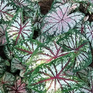 Caladium 'Celebration' Plant Bulbs (3 Pack) - Colorful Foliage in Summer Shade Gardens