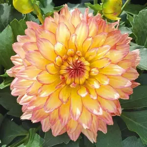 Dahlia Gallery pablo  ( Tuber) SUMMER Flowers