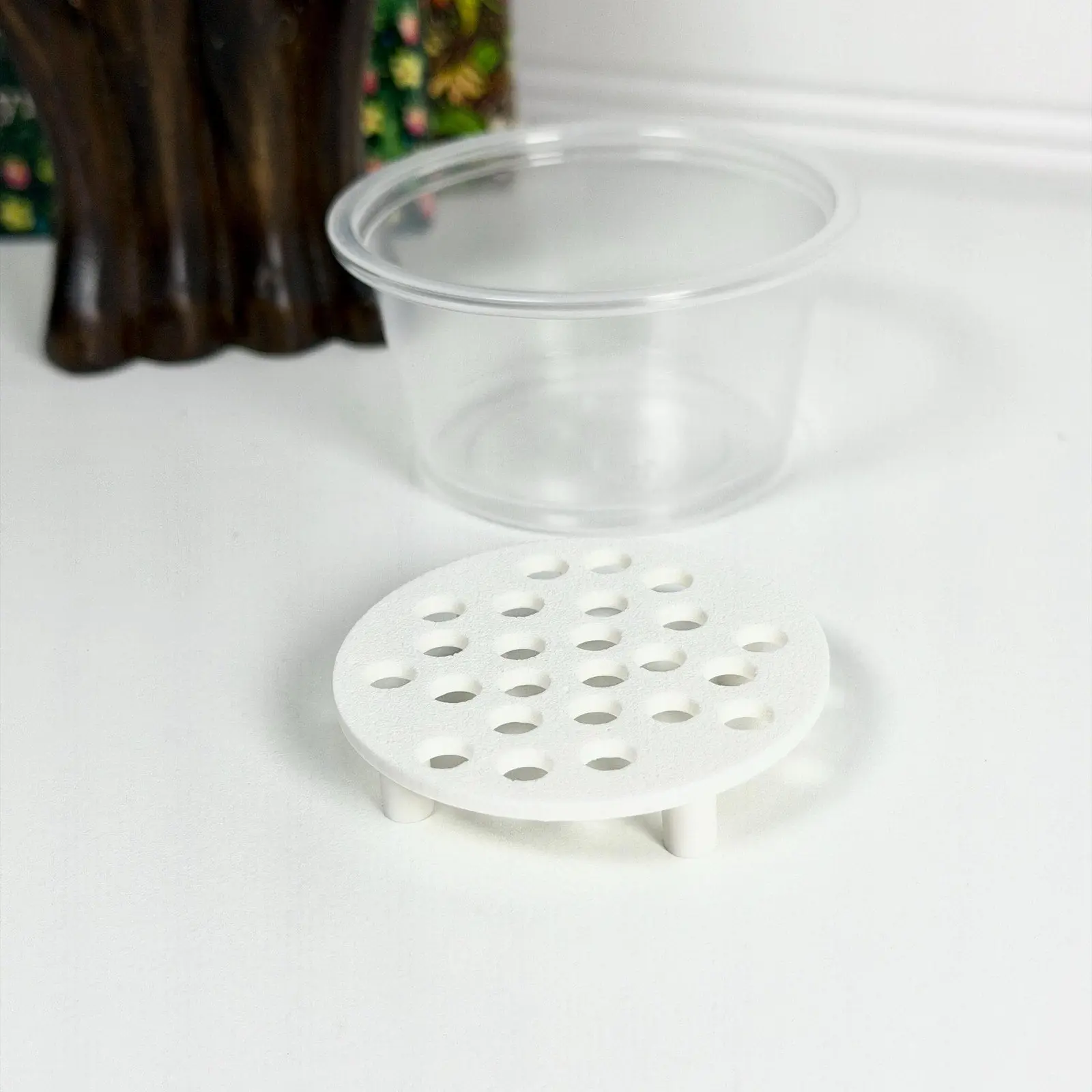 Corm Risers, Alocasia Corms Propagation Disks