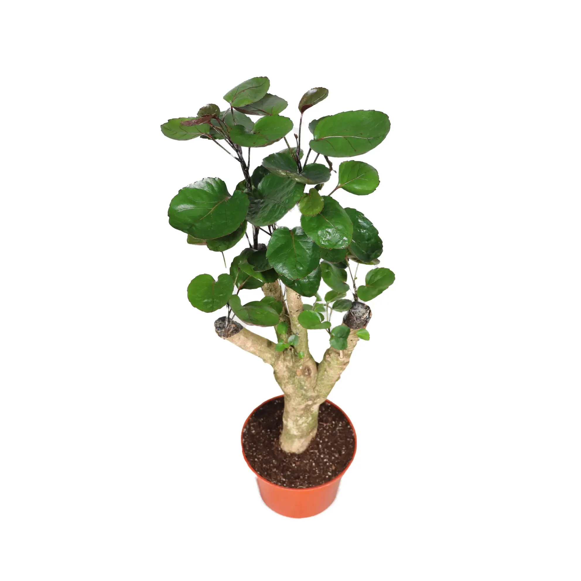 Aralia Fabian - 6" from California Tropicals