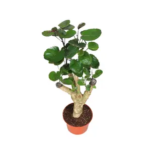 Aralia Fabian - 6" from California Tropicals