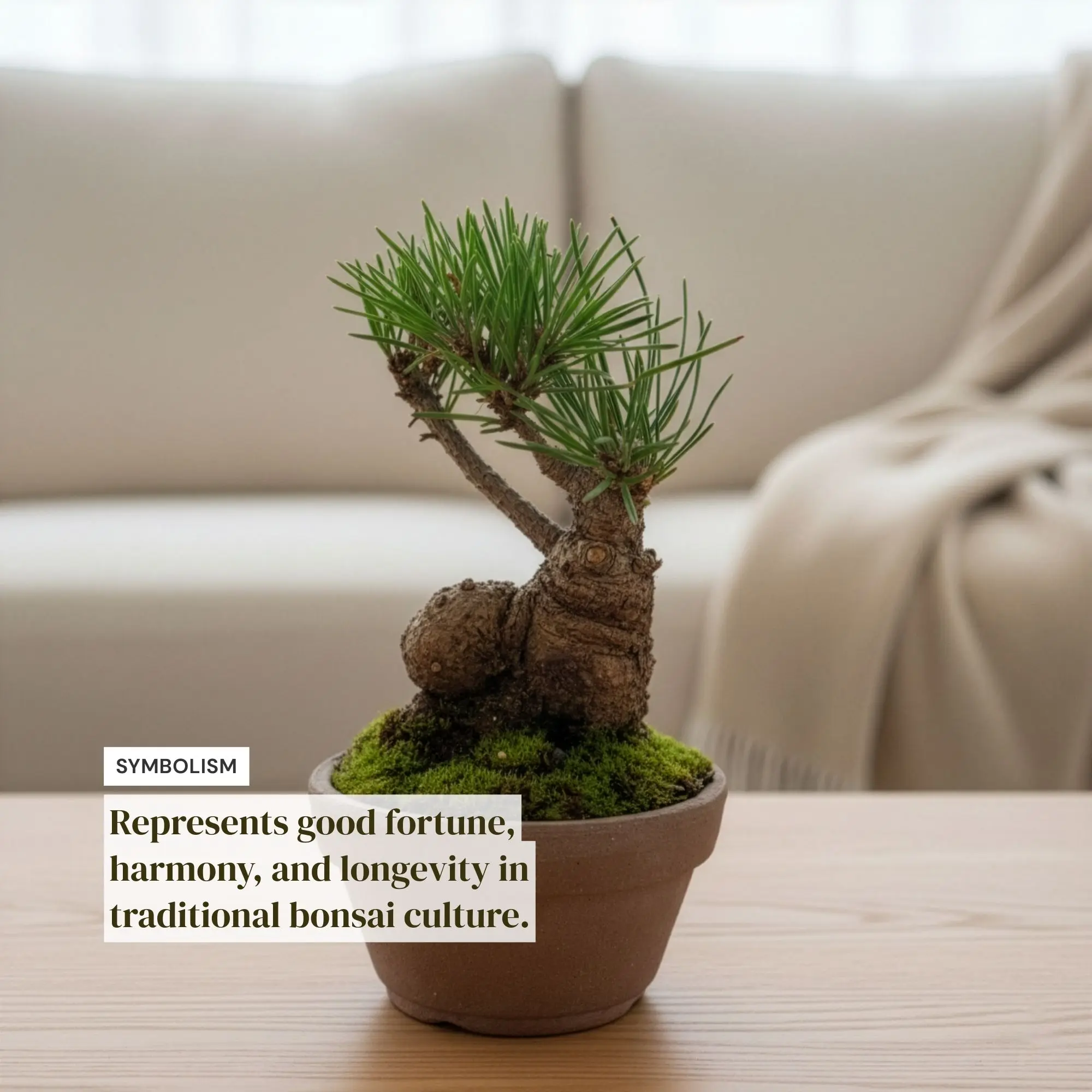 Precious Japanese Black Pine Bonsai Tree - Mini Pinus Thunbergii,Indoor Live  Plant with Clay Pot,Green Plant Lover Gift for Home,Gardens Decoration -  TikTok Shop