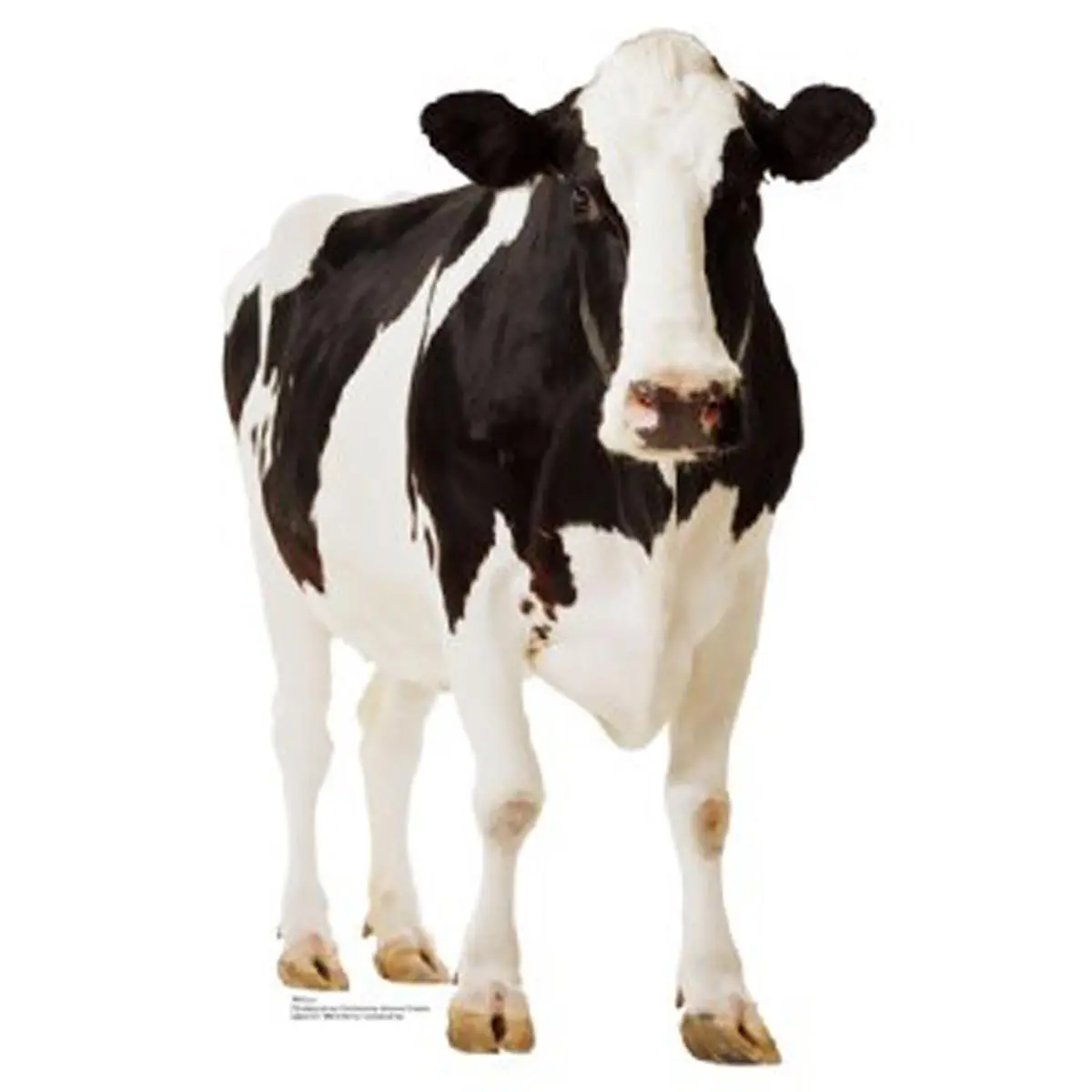 212 MAIN 709 Lifesize Cow Cardboard Stand-Up - Advanced Graphics Cutout, Foldable Production Black and White Wall Decor, Animal Home Supply Prop