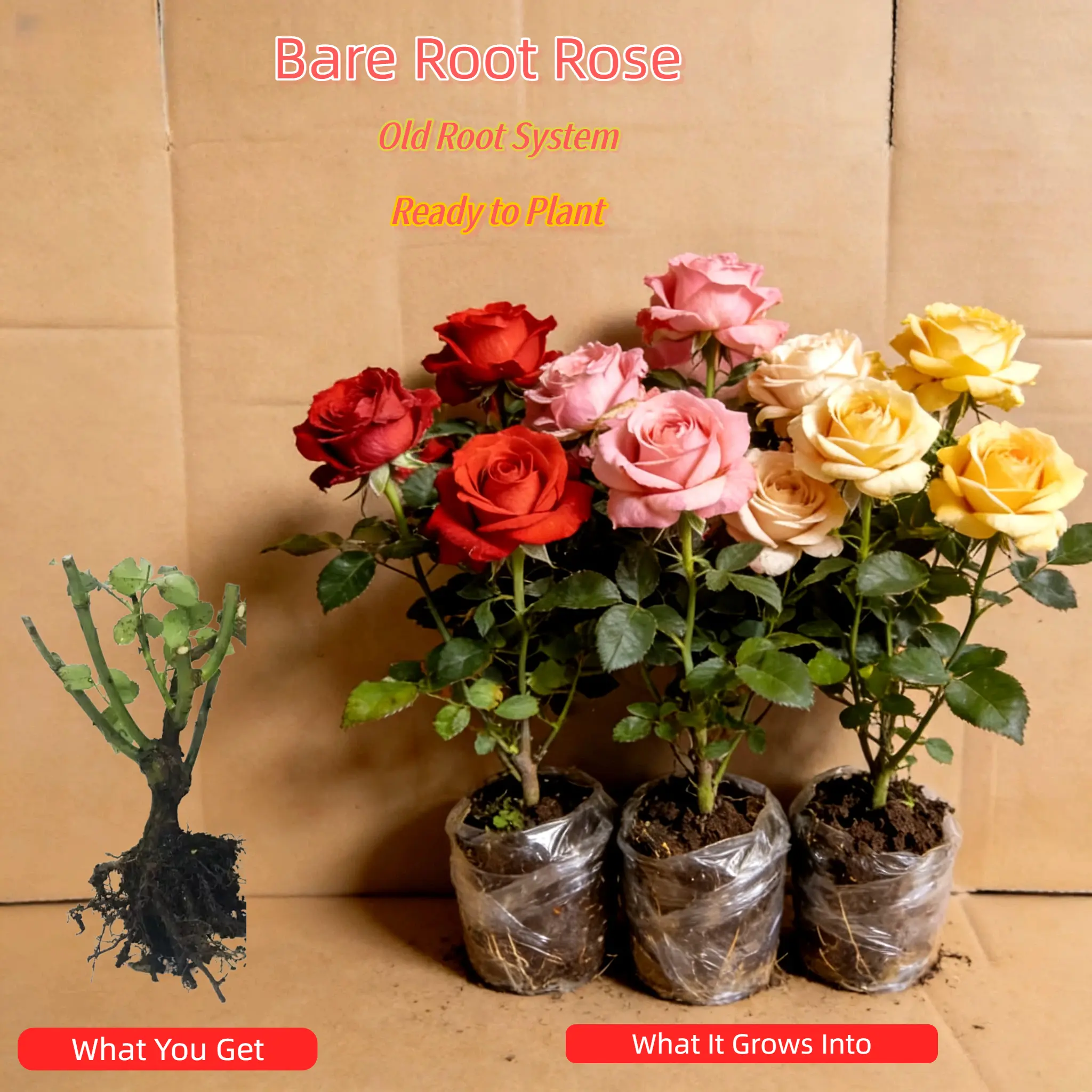 Mature Bare Root Rose Bush – Multi-Color Blooms, Ready to Plant, Versatile for Patio, Garden, or Balcony, Container or In-Ground, Attracts Bees & Butterflies