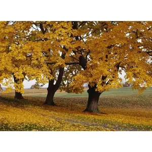 Boxelder Maple (Acer negundo) from Seed: quick, tough, river-edge shade 4 pack x 30 seeds