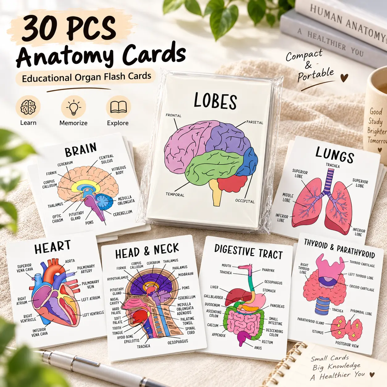 30-Piece Human Anatomy Flashcards – Pocket-Size Organ & Body System Study Cards with Color Diagrams for Nursing and Medical Students