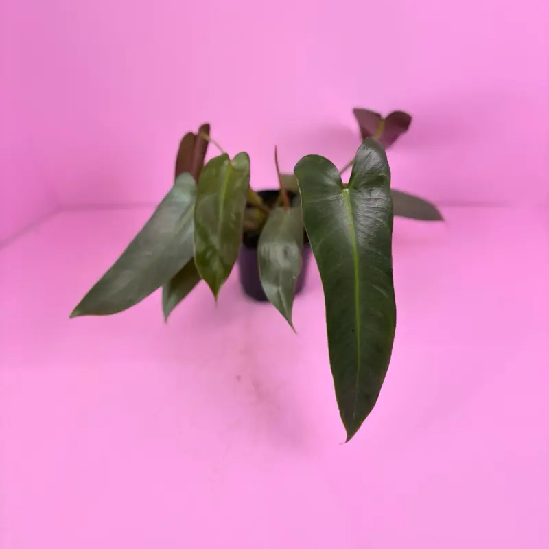laurentii sansevieria Shop 'Sansevieria laurentii - Variegated Snake Plant' - Care and Info main image 1