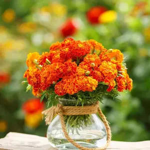 Mixed Marigold Flower Seed, Showy Fragrant Garden Annuals for Planting in Outdoor Landscapes, Flower Beds, Containers and Seasonal Displays