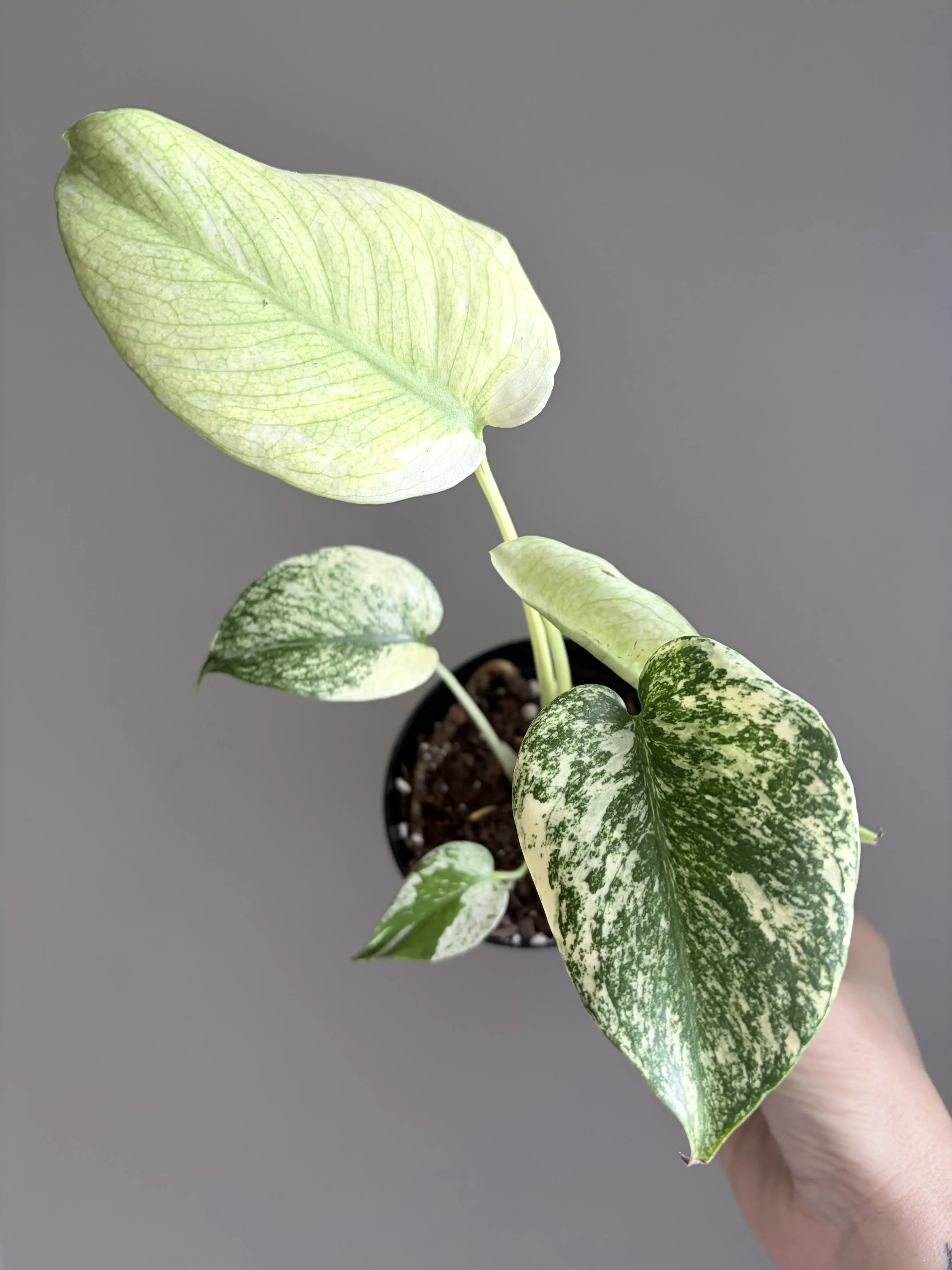 Monstera Mint 4" - Variegated Monstera Rare Houseplant