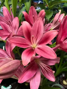 Asiatic Lilies Mix (10 Pack of Bulbs) - Freshly Dug Perennial Lily Flower Bulbs