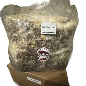 FatBoys lions mane “ Biggie Blocks”