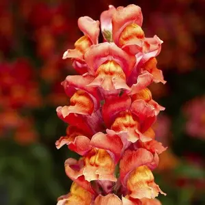 Green River 200 Dark Orange Yellow Snapdragon Seeds - Vibrant Color Blend, Cottage Garden Essential, Snapdragon Flower Seed Pack, Perennial Style Blooms For Pollinator Landscaping