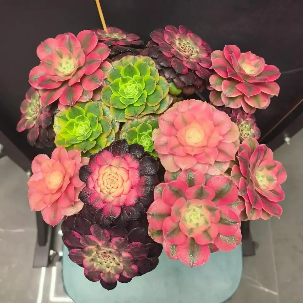 FS 6-Pack Aeonium Succulent Cuttings Bare Root | Rare Live Succulent Collection | Easy Care Beginner Friendly | Indoor & Outdoor Home Garden Decor Gift #Aeonium #Succulent #PlantTok #RarePlants #SucculentCollection
