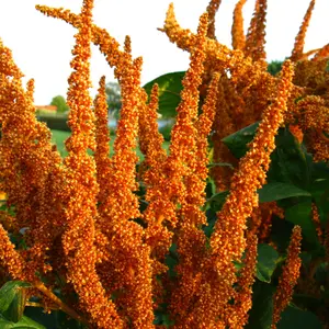 Organic Golden Giant Amaranth Seeds (Amaranthus cruentus) – Towering, Golden Plumes for Stunning Gardens