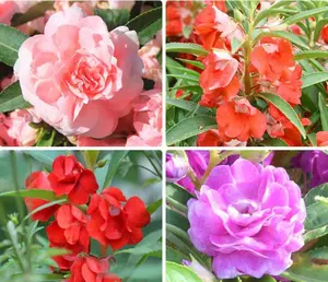 100 Seeds Impatiens Balsam Garden Flower Seed Mix For Planting Sown And Bloomed In Four Seasons, For Patio, Outdoor And Balcony