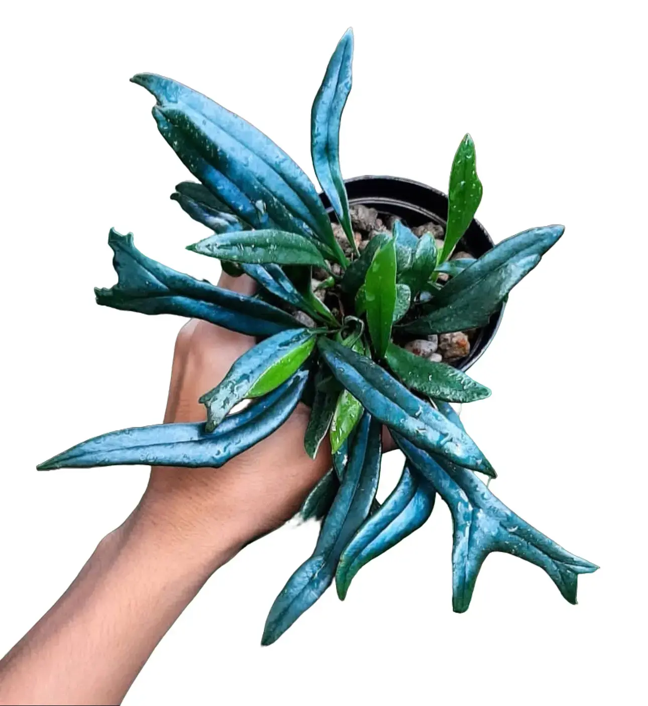 5” RARE Fern 'Blue Oil', Humidity Lover, Pet Friendly Live Houseplant, Indoor Plant