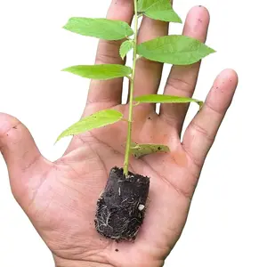 Jamaican strawberry tree Fruit Plants Ornaments