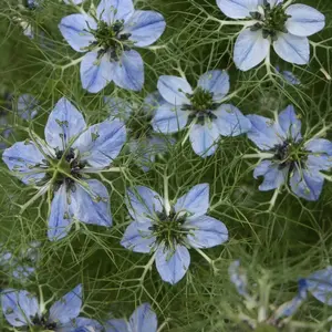 Black Cumin (Nigella sativa) Organic Seeds – Nutty Peppery Seeds, Culinary and Medicinal Herb Garden Favorite