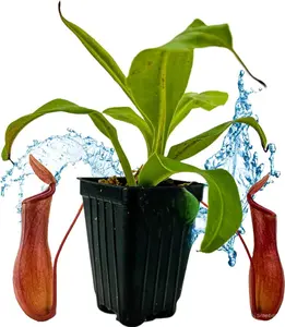 Alata Pitcher Plant - Live Carnivorous Nepenthes for Your Garden