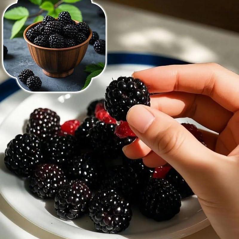 Mixrug Black Raspberry Seeds for Planting Outdoor, 200pcs Organic BlackBerry Seed Non-GMO Heirloom Sweet Edible Fruit, Sweet Juicy Fruits Plants in Your Home Garden