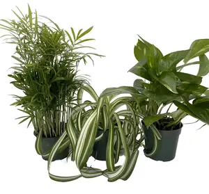 Dorm Room Plant Collection #1 - Parlor Palm/Spider Plant/Pothos - 3 Pack in 4" Pots