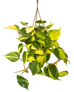 6" Philodendron Brasil – Philodendron Hederaceum Brasil – Live Plant