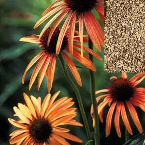 Green River 50 Orange Meadow Bright Coneflower Seeds - Flower Seed Pack, Perennial Echinacea, Rare Clearance Pollinator Plants for Garden Borders