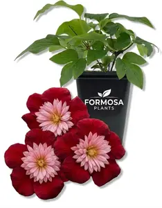 Clematis Avant Garde - 1 Live Plant in a 2 Inch Pot - Rare Collector Flowering Vine Starter Plant for Trellis and Garden - Clematis ‘Avant Garde’
