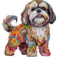 Beautiful Shih tzu 2