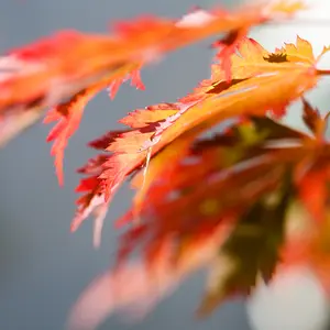 Full Moon Japanese Maple Tree Seeds (Acer japonicum ‘Oisami’)