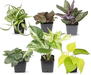 Easy to Grow Houseplants (Pack of 6), Live House Plants in Containers Plant Set in Planters with Potting Soil Mix, Home Décor Planting Kit