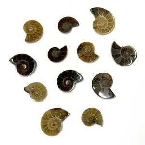 Small Ammonite Fossils - 2 individual pieces of Natural Ammonite Slices
