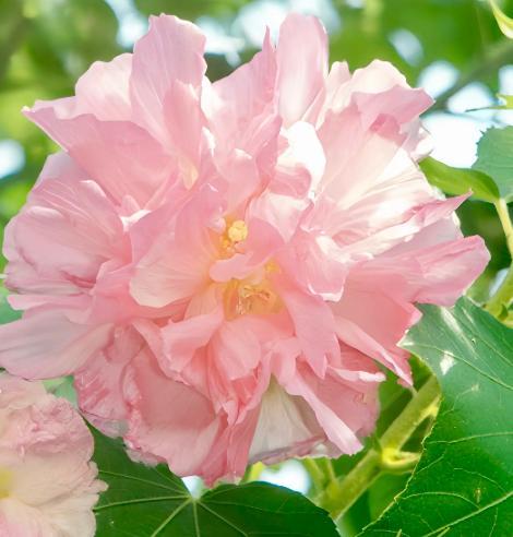 Confederate Rose Seeds Non-GMO – Easy-to-Grow Hibiscus mutabilis, Color-Changing Flowers, Balcony & Garden Ornamental Shrub, Beginner-Friendly, Stunning Blooms